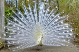 peafowl 42 list